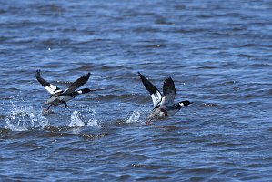 Duck, Red-breasted Merganser, 2018-04210006 Parker River NWR, MA